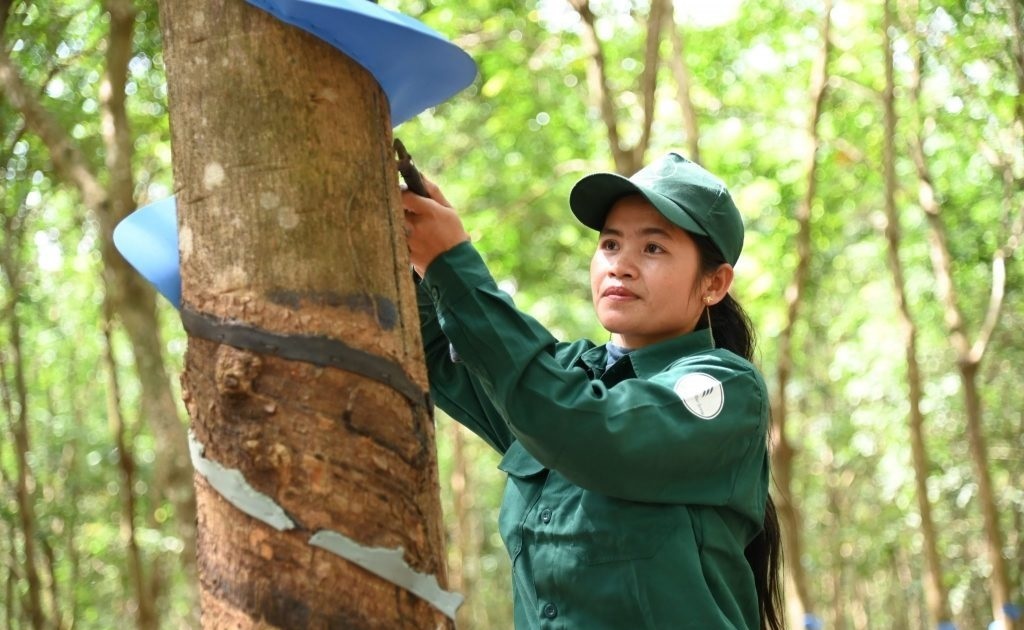 Các công ty cao su Campuchia nỗ lực hoàn thành kế hoạch năm 2024